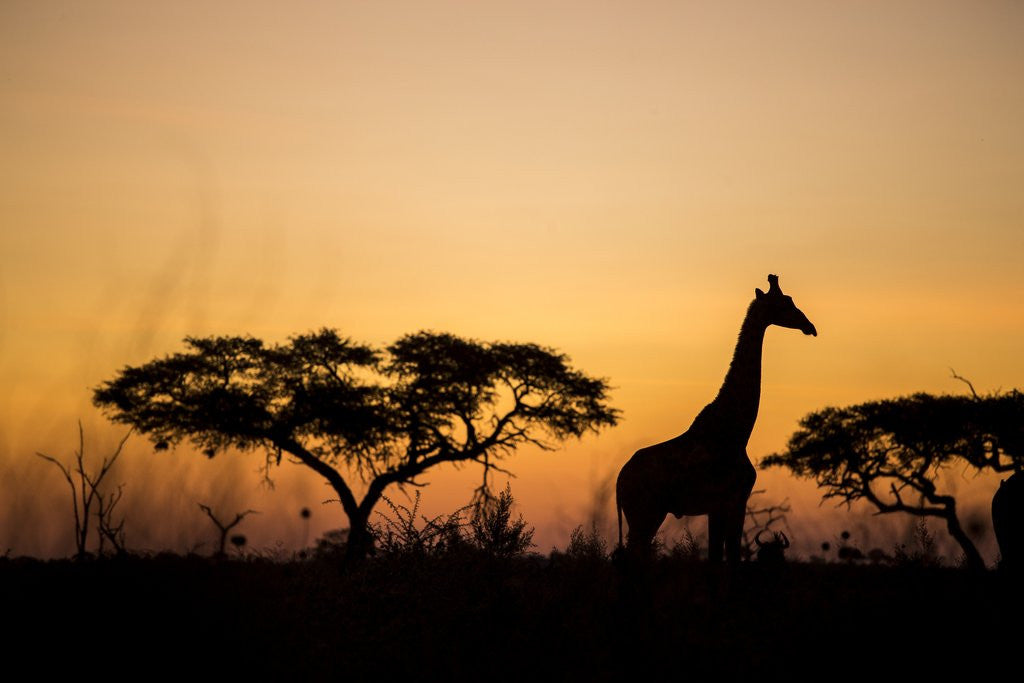 Detail of Giraffe at Dusk, Chobe National Park, Botswana by Anonymous