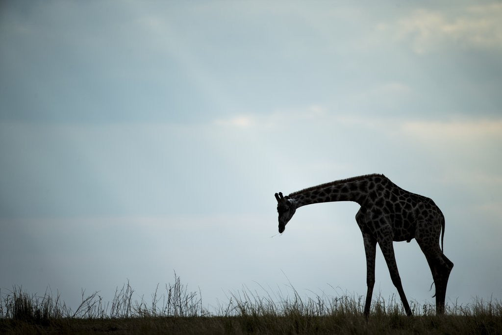 Detail of Giraffe along Chobe River, Chobe National Park, Botswana by Anonymous