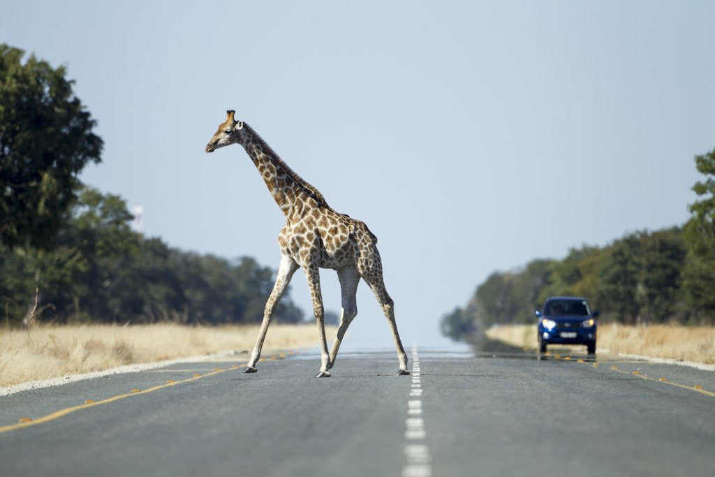 Detail of Giraffe Crossing Highway, Kasane, Botswana by Anonymous