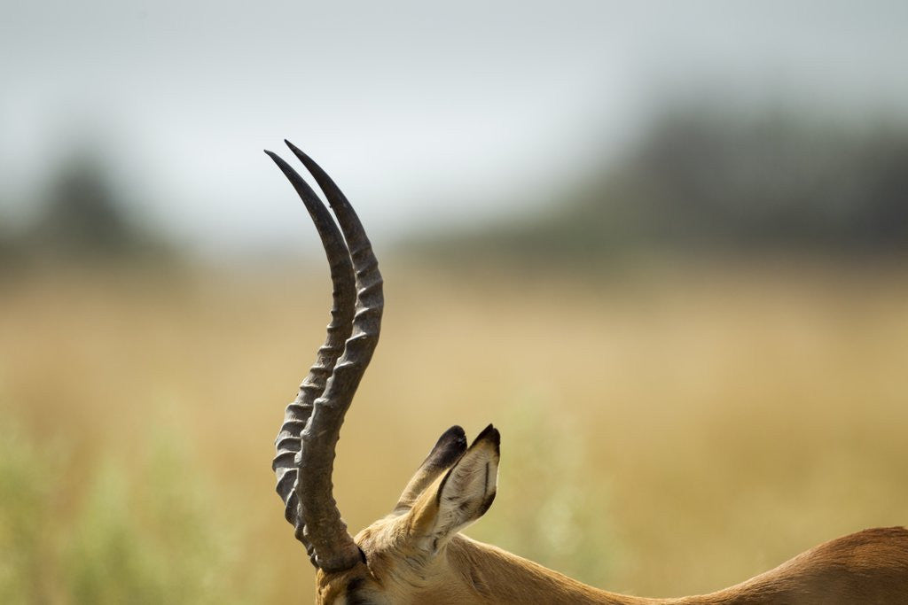 Detail of Impala Horns, Moremi Game Reserve, Botswana by Anonymous
