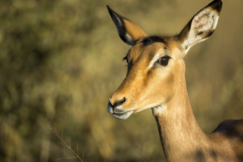 Detail of Impala, Moremi Game Reserve, Botswana by Anonymous