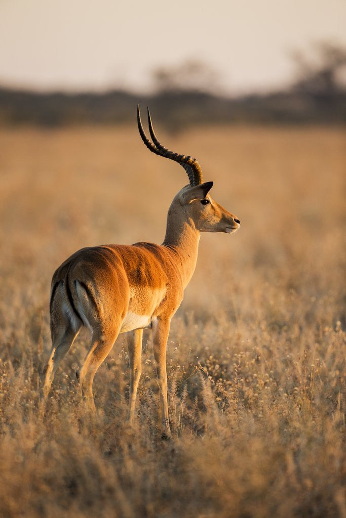 Detail of Impala, Moremi Game Reserve, Botswana by Corbis