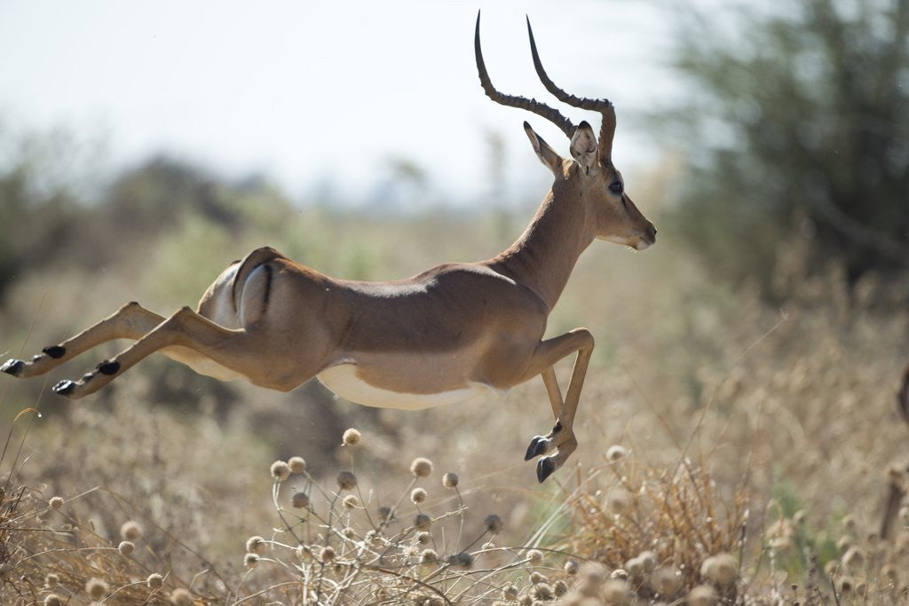 Detail of Leaping Impala, Moremi Game Reserve, Botswana by Anonymous