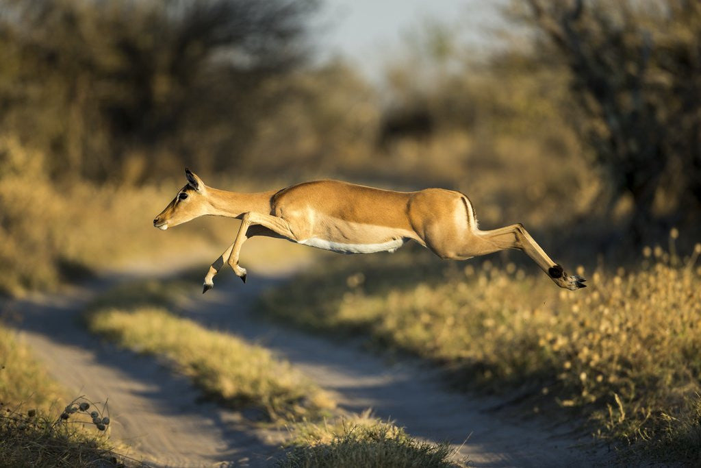 Detail of Leaping Impala, Moremi Game Reserve, Botswana by Anonymous