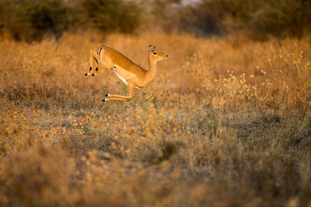 Detail of Leaping Impala, Moremi Game Reserve, Botswana by Anonymous
