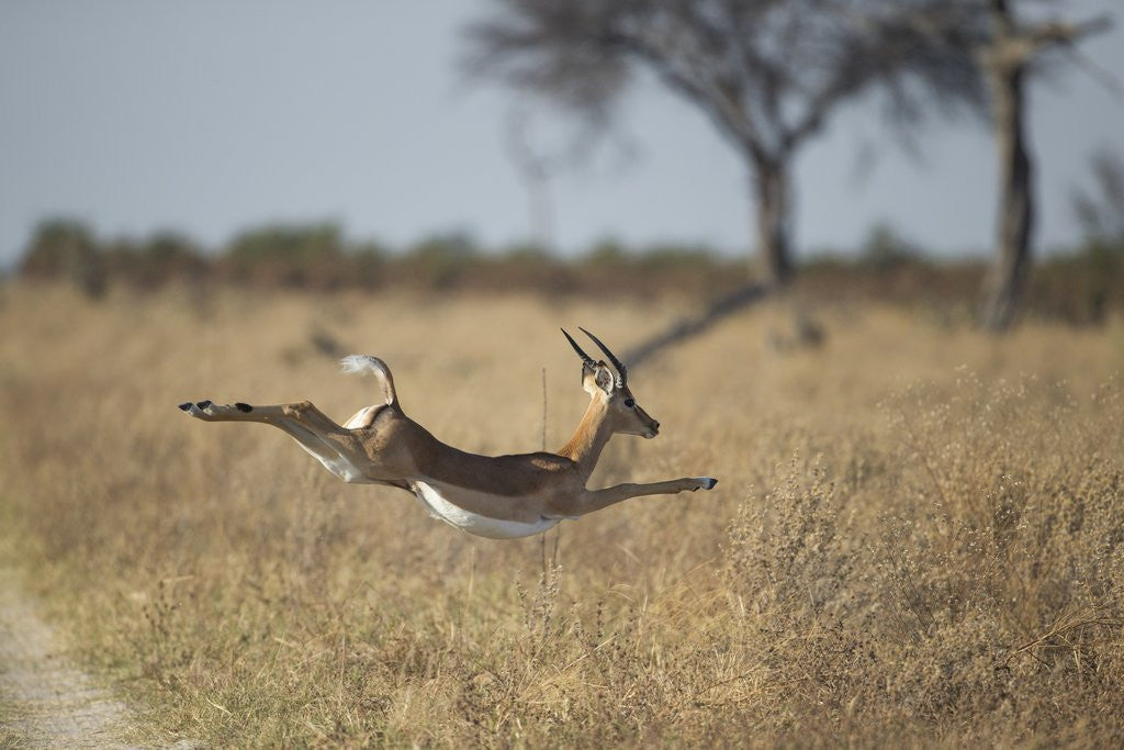 Detail of Leaping Impala, Moremi Game Reserve, Botswana by Anonymous