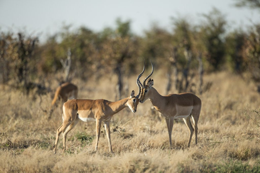Detail of Male and Female Impala, Chobe National Park,Botswana by Anonymous