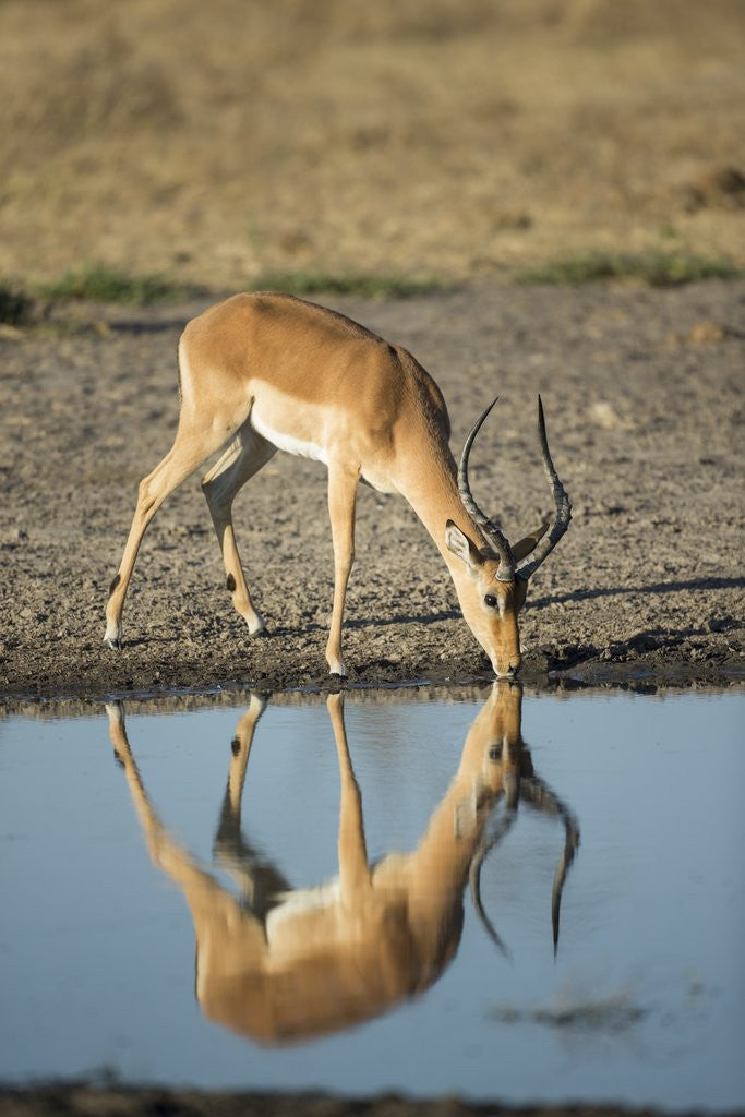 Detail of Male Impala Drinking, Chobe National Park,Botswana by Anonymous
