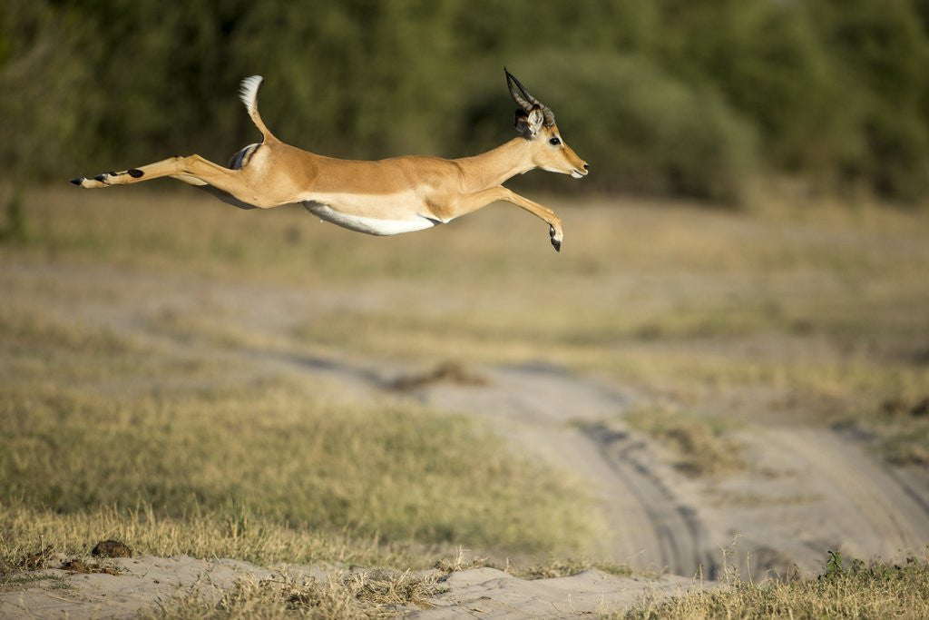 Detail of Leaping Impala, Chobe National Park, Botswana by Anonymous