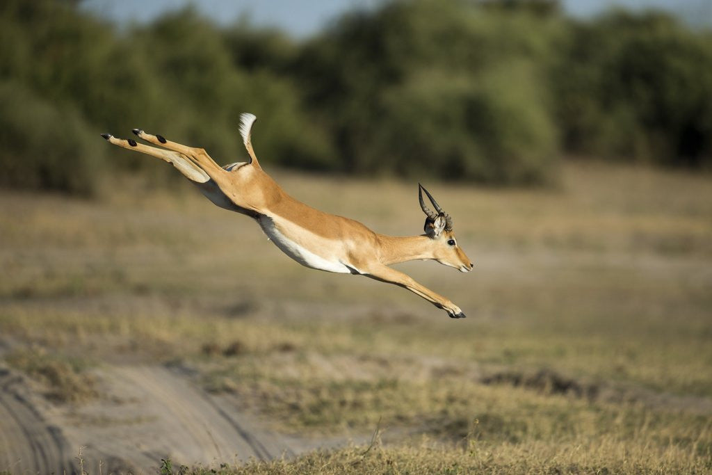 Detail of Leaping Impala, Chobe National Park, Botswana by Anonymous