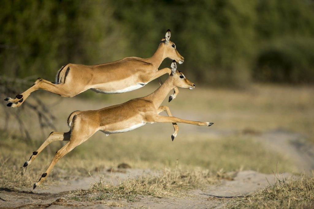 Detail of Leaping Impala, Chobe National Park, Botswana by Anonymous