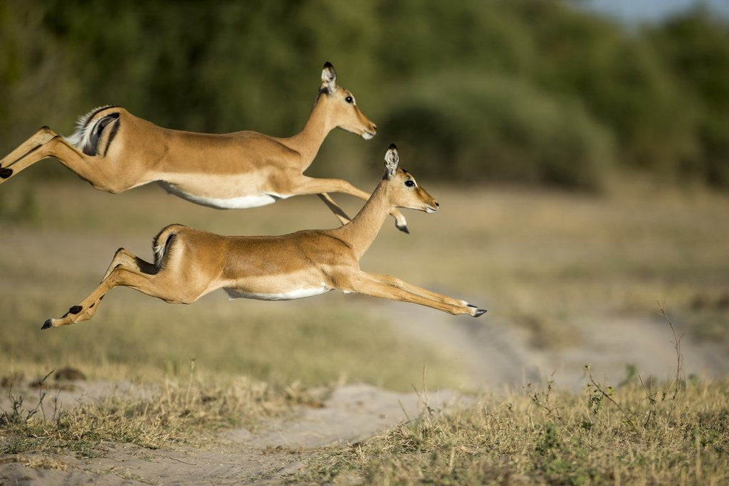 Detail of Leaping Impala, Chobe National Park, Botswana by Anonymous