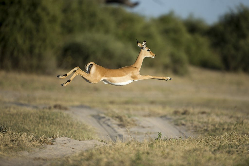 Detail of Leaping Impala, Chobe National Park, Botswana by Anonymous