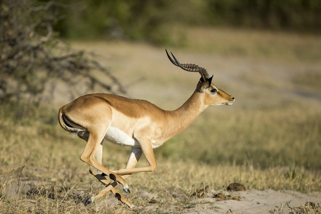 Detail of Running Impala, Moremi Game Reserve, Botswana by Anonymous