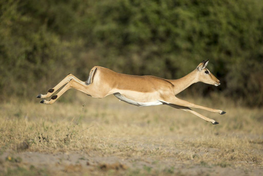Detail of Leaping Impala, Chobe National Park, Botswana by Anonymous
