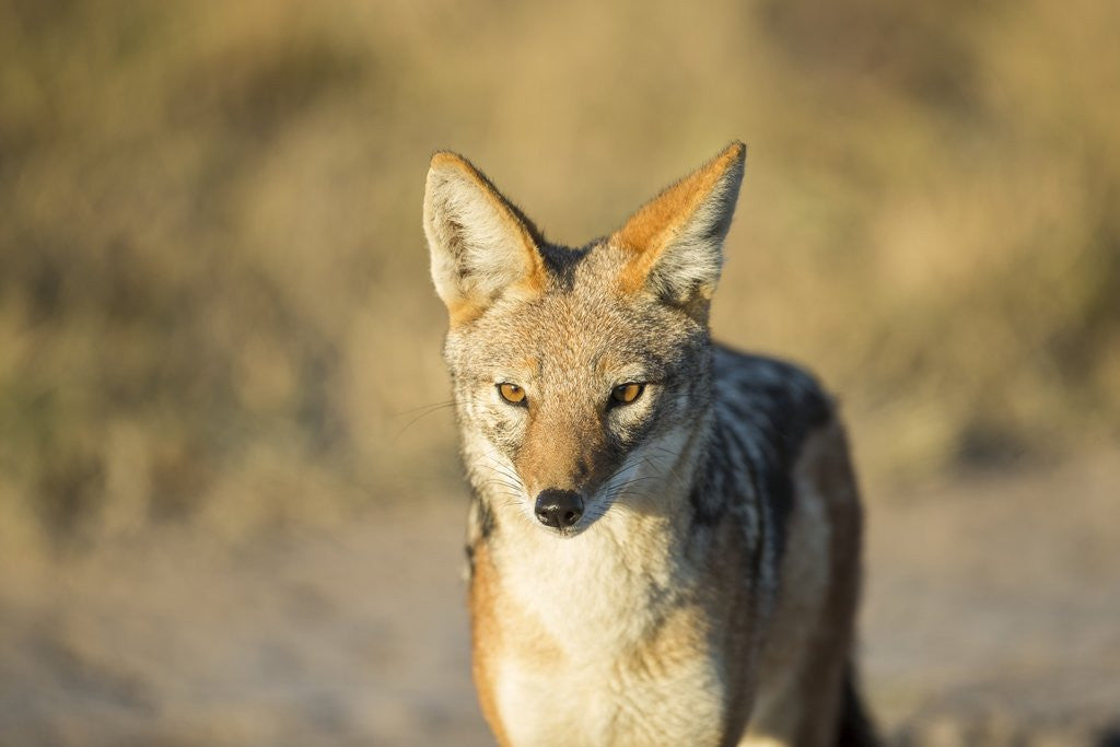 Detail of Black-backed Jackal, Nxai Pan National Park,Botswana by Anonymous