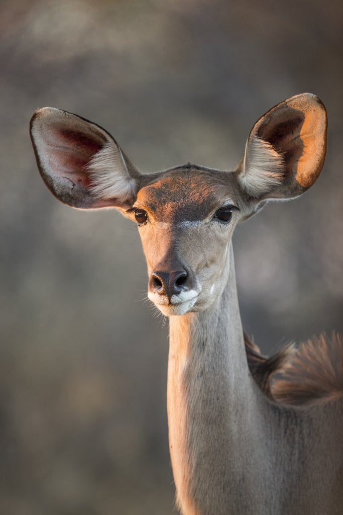 Detail of Female Greater Kudu, Chobe National Park, Botswana by Anonymous