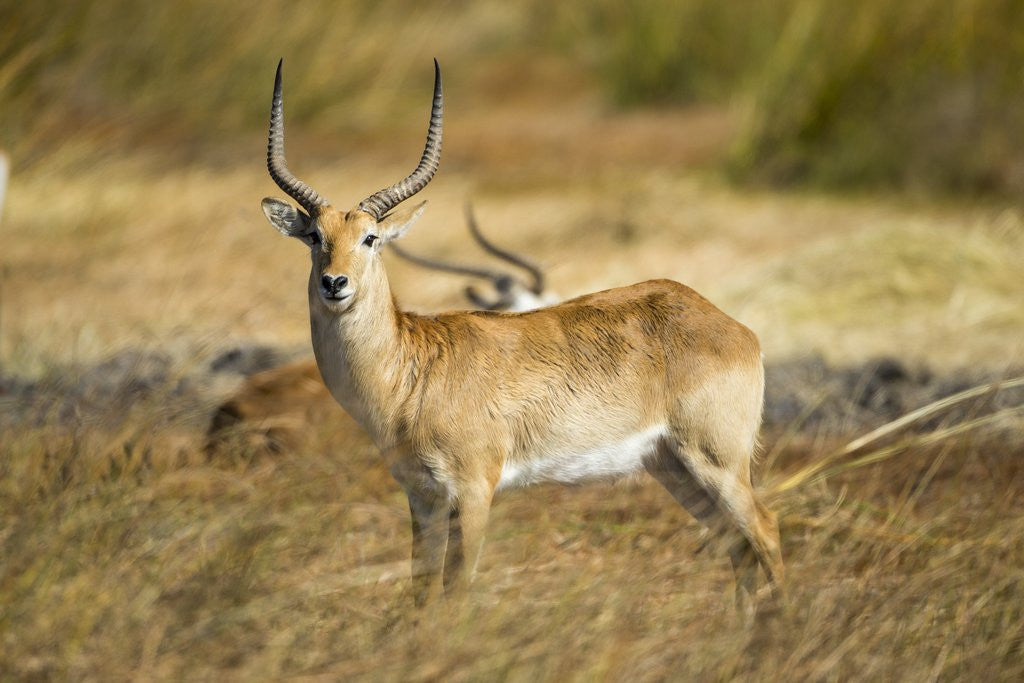 Detail of Lechwe, Moremi Game Reserve, Botswana by Anonymous