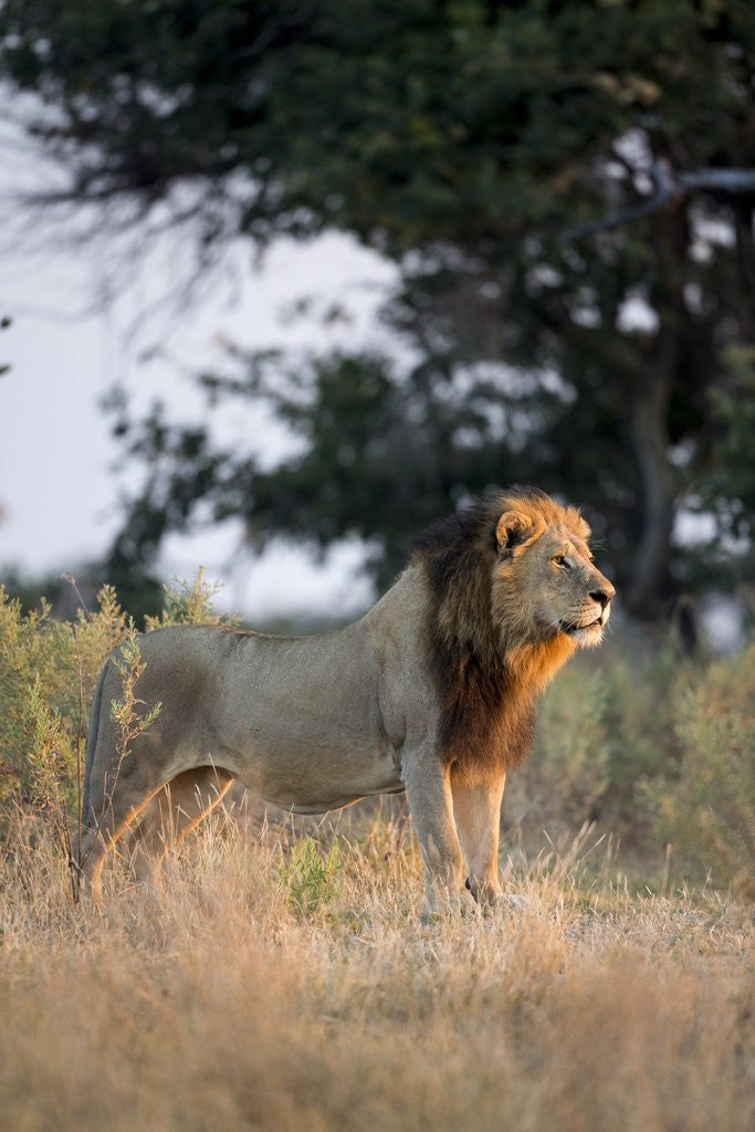 Detail of Male Lion, Moremi Game Reserve, Botswana by Anonymous