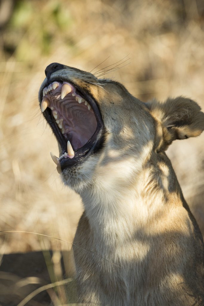 Detail of Yawning Lioness, Chobe National Park, Botswana by Anonymous