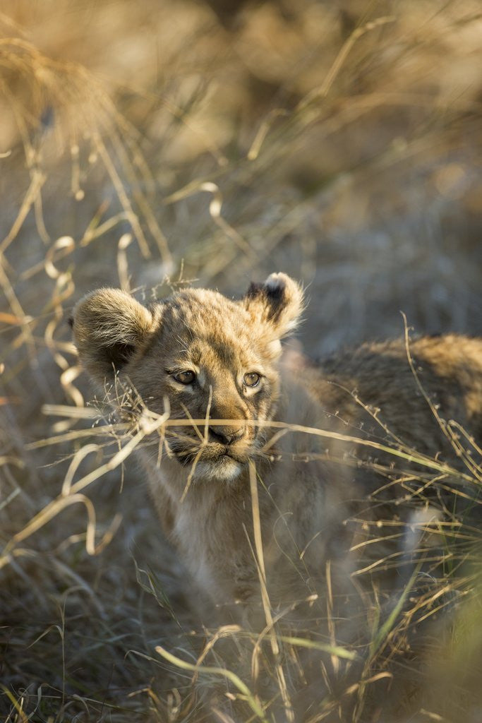 Detail of Lion Cub in Tall Grass, Chobe National Park, Botswana by Anonymous