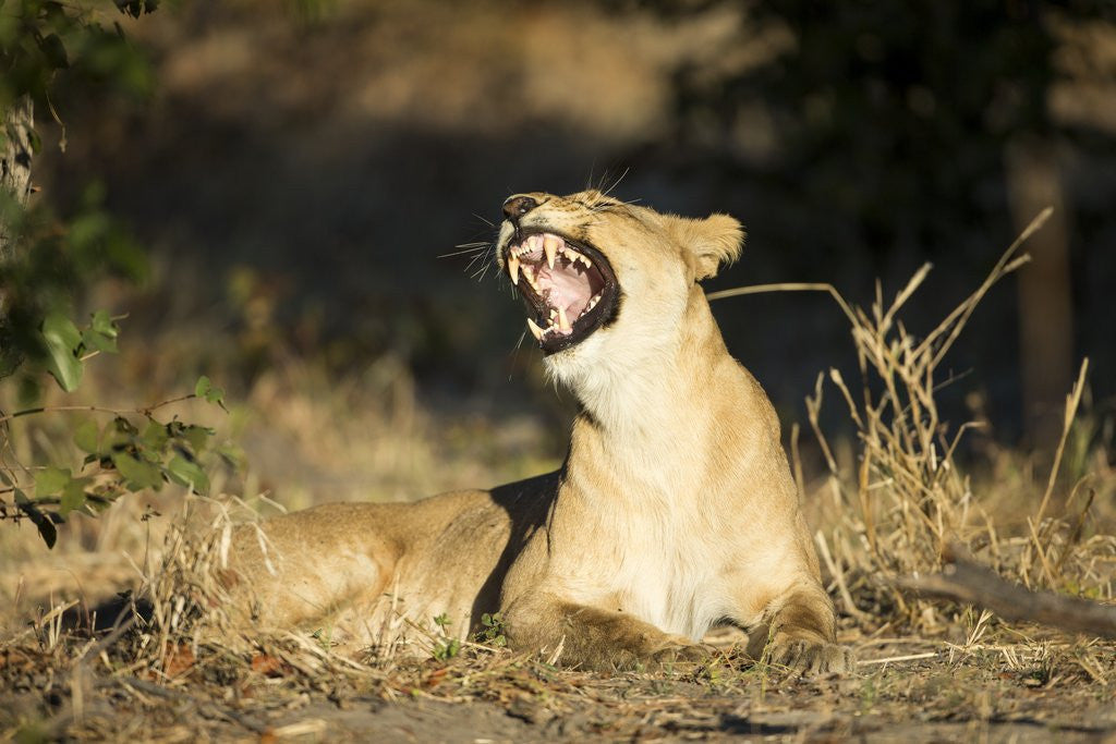 Detail of Yawning Lioness, Chobe National Park, Botswana by Anonymous