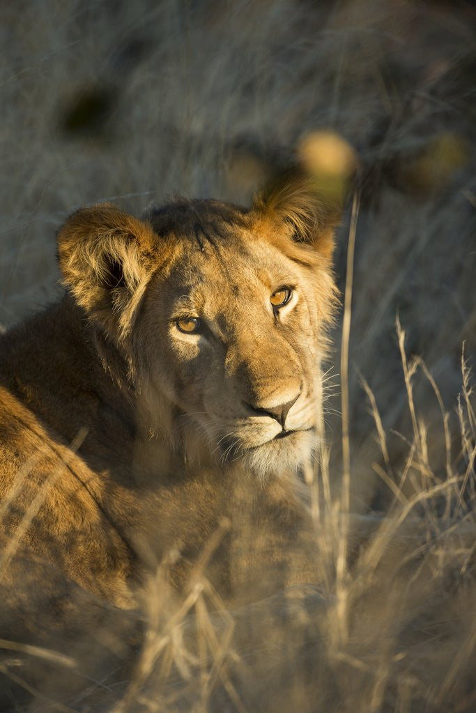 Detail of Lion Cub in Tall Grass, Chobe National Park, Botswana by Anonymous