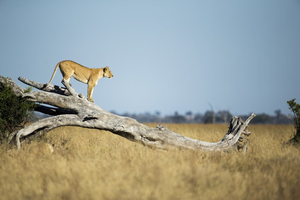 Detail of Lioness Standing on Dead Tree, Chobe National Park, Botswana by Anonymous