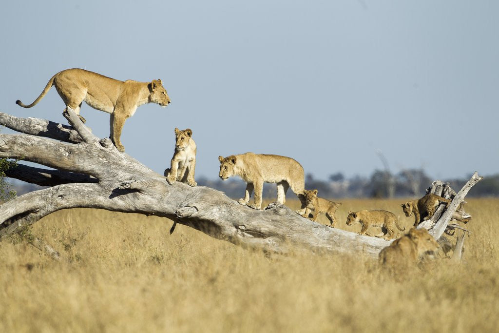 Detail of Lion Pride Standing on Dead Tree, Chobe National Park, Botswana by Anonymous