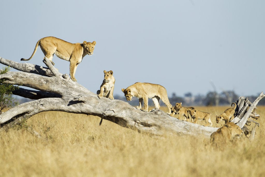 Detail of Lion Pride Standing on Dead Tree, Chobe National Park, Botswana by Anonymous