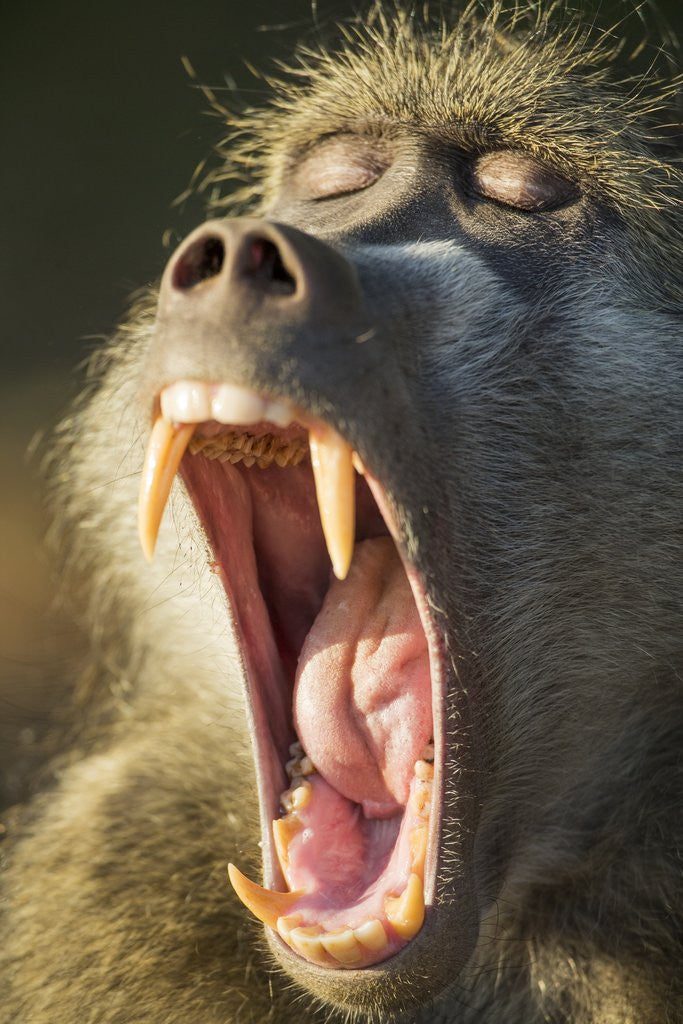 Detail of Chacma Baboon Fangs, Chobe National Park, Botswana by Anonymous