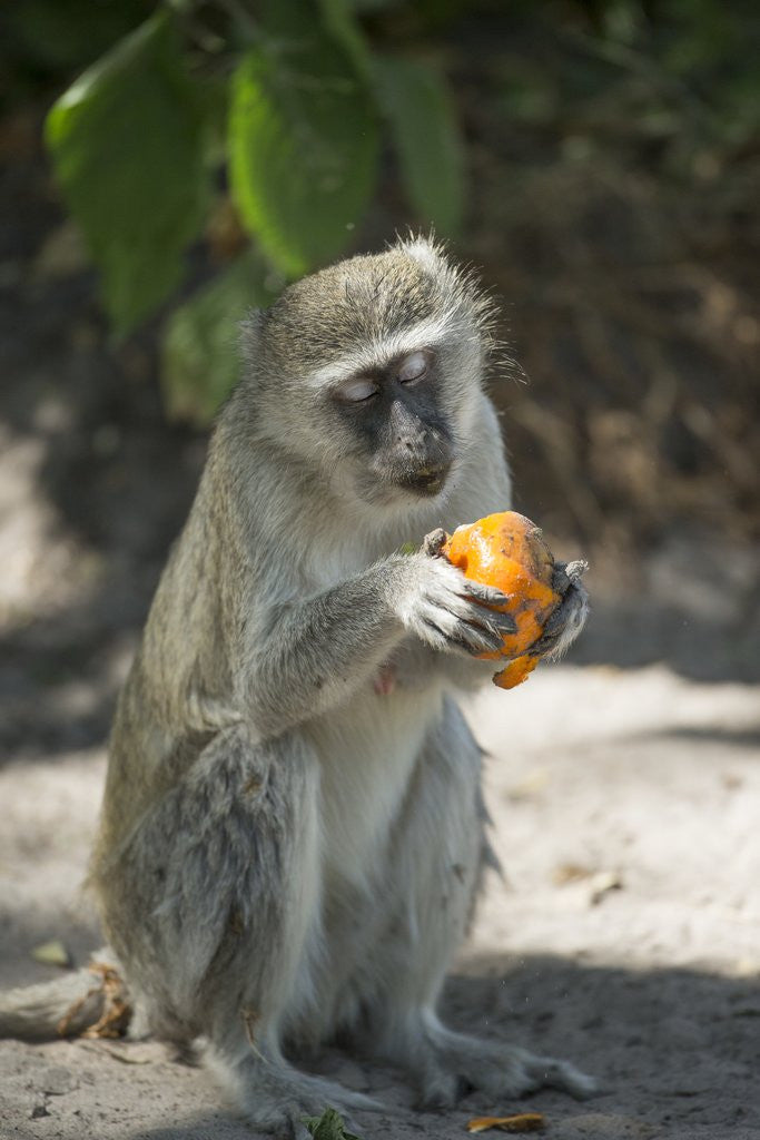 Detail of Vervet Monkey, Moremi Game Reserve, Botswana by Anonymous
