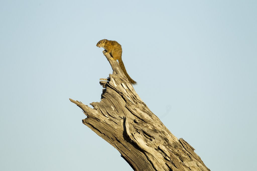 Detail of Squirrel, Botswana by Anonymous