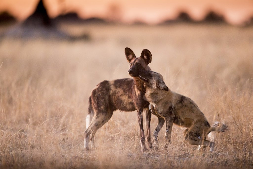 Detail of Wild Dogs, Moremi Game Reserve, Botswana by Anonymous