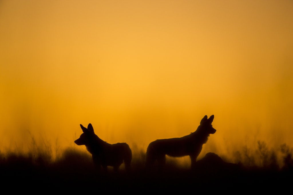 Detail of Wild Dogs, Moremi Game Reserve, Botswana by Anonymous