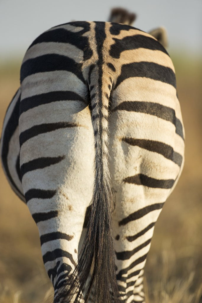 Detail of Plains Zebra, Moremi Game Reserve, Botswana by Anonymous