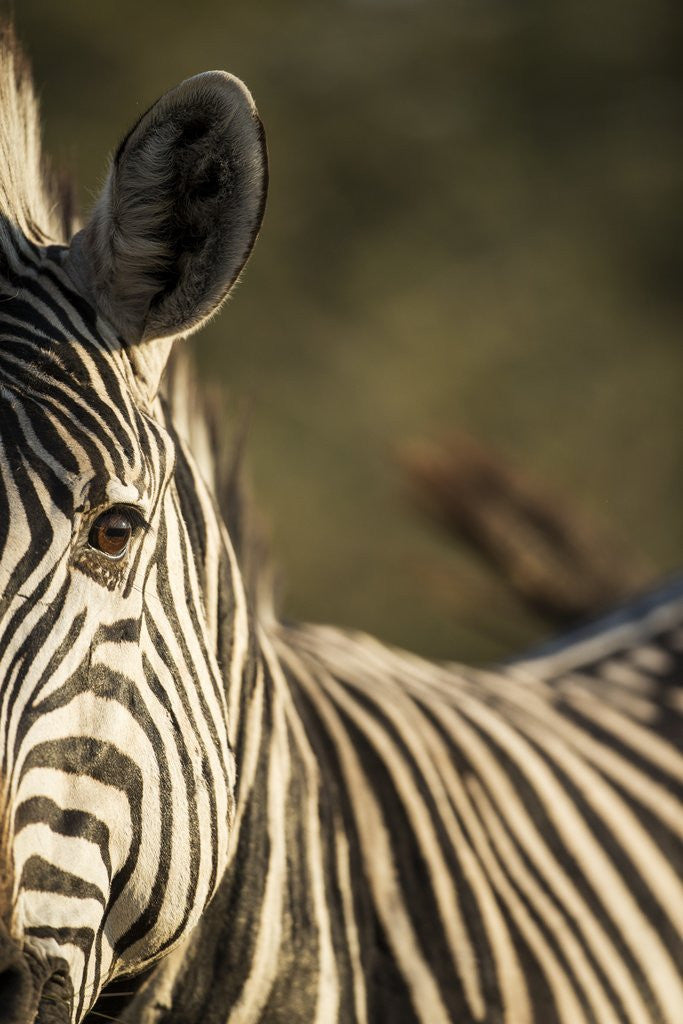 Detail of Plains Zebra, Moremi Game Reserve, Botswana by Anonymous