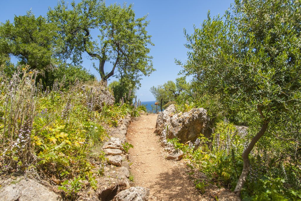 Detail of Lo Zingaro Natural Reserve by Anonymous