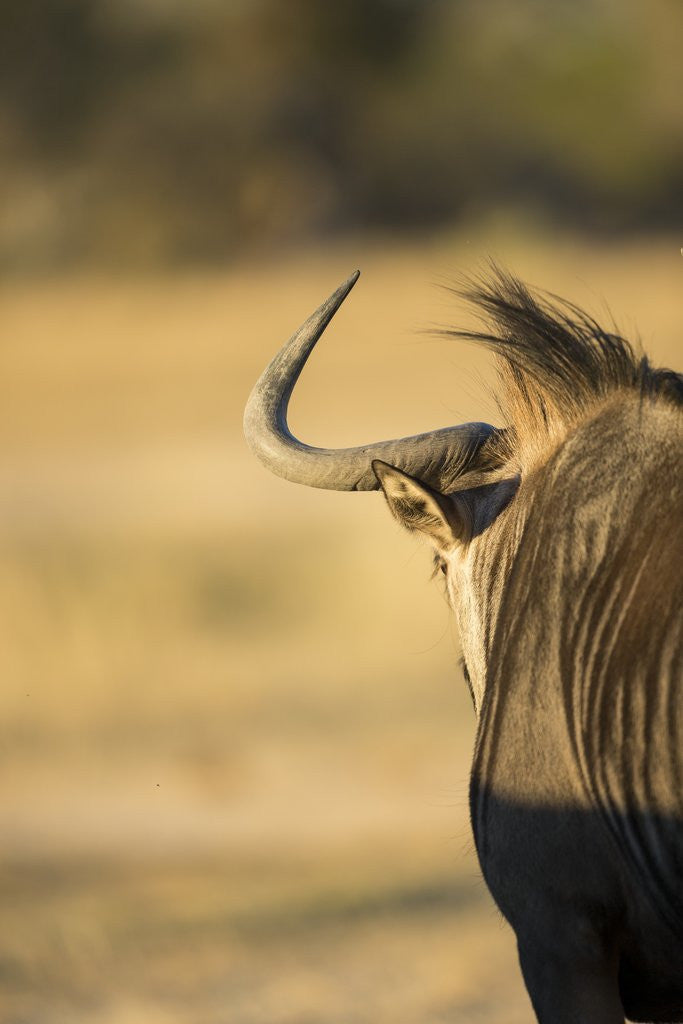 Detail of Wildebeest, Moremi Game Reserve, Botswana by Anonymous