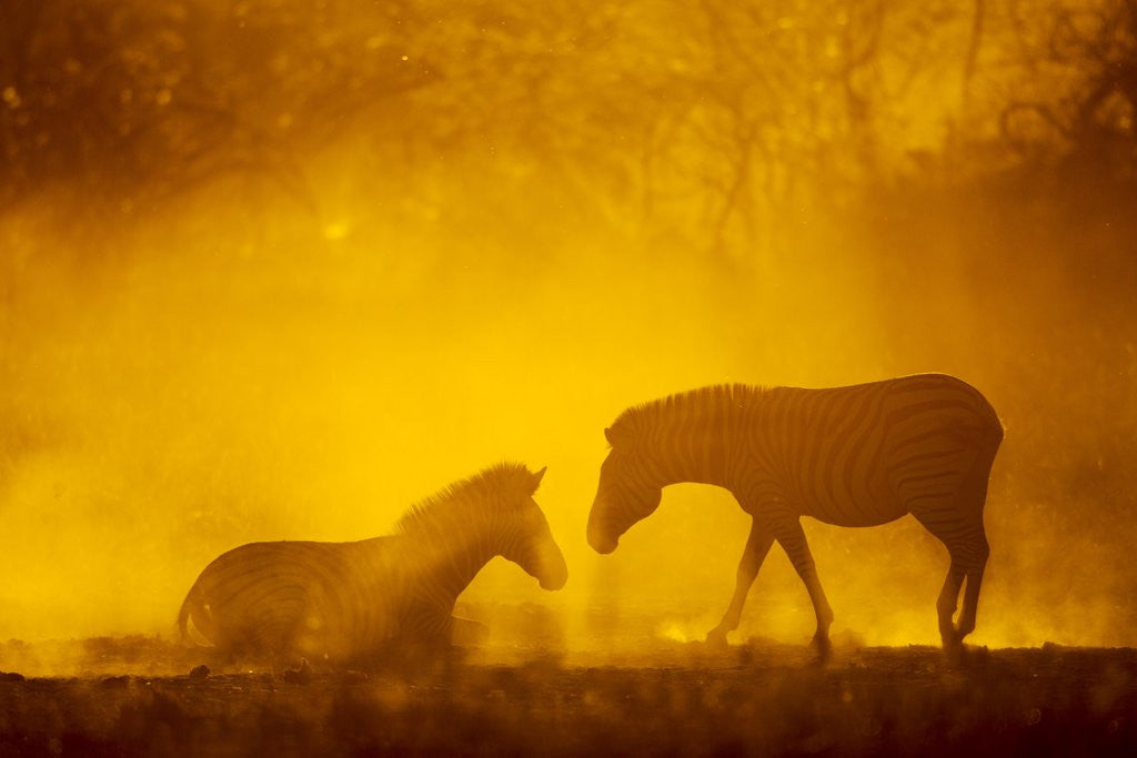 Detail of Plains Zebra at Sunset, Moremi Game Reserve, Botswana by Anonymous