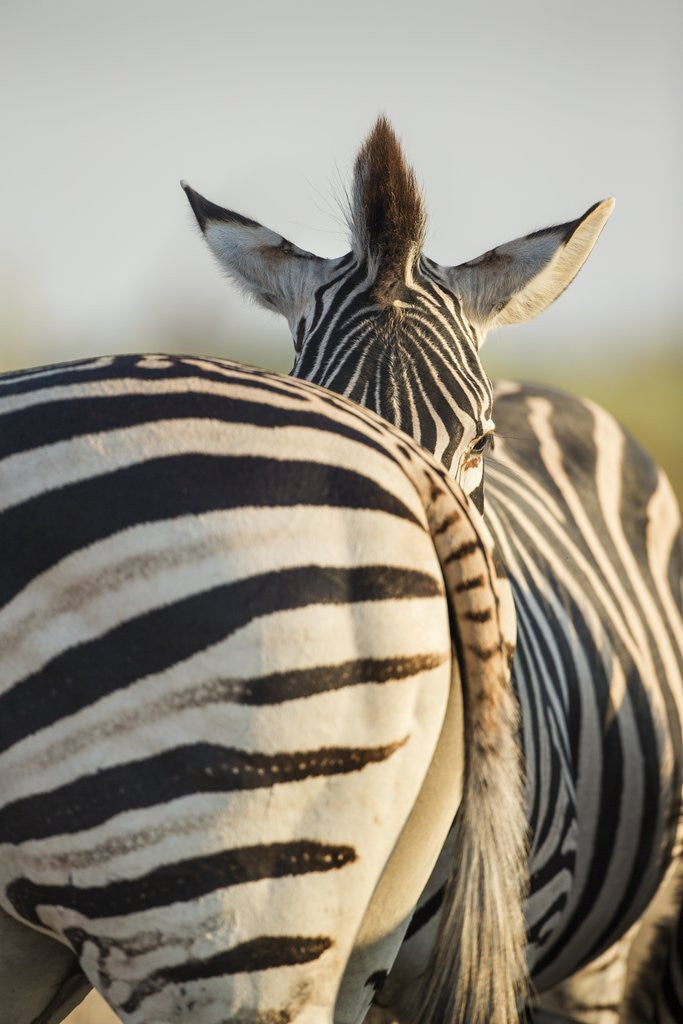 Detail of Plains Zebra Herd, Moremi Game Reserve, Botswana by Anonymous