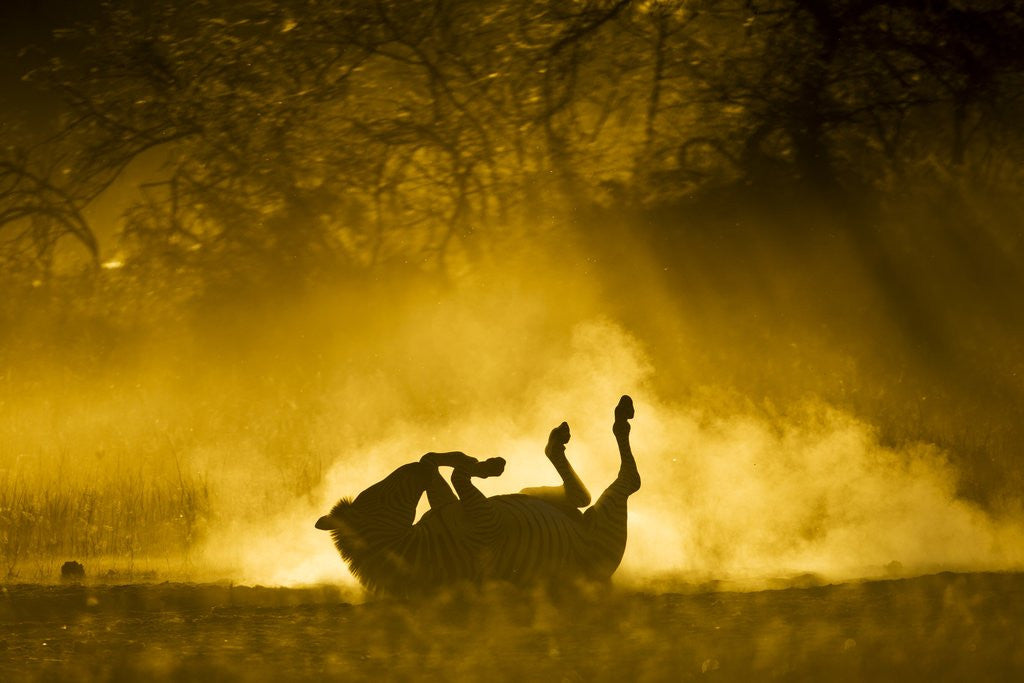 Detail of Plains Zebra at Sunset, Moremi Game Reserve, Botswana by Anonymous