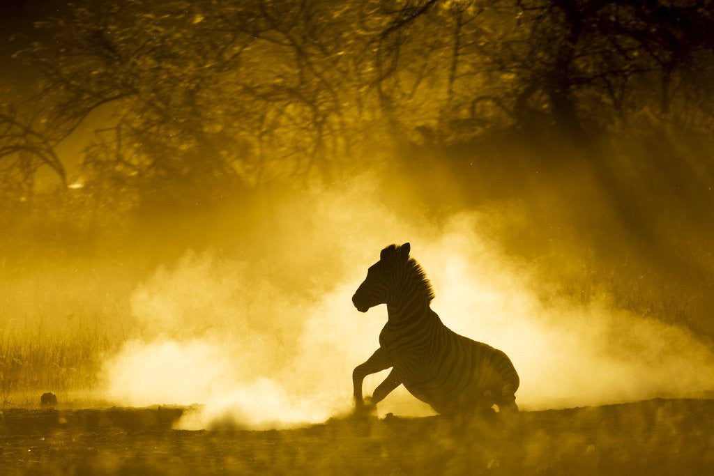 Detail of Plains Zebra at Sunset, Moremi Game Reserve, Botswana by Anonymous