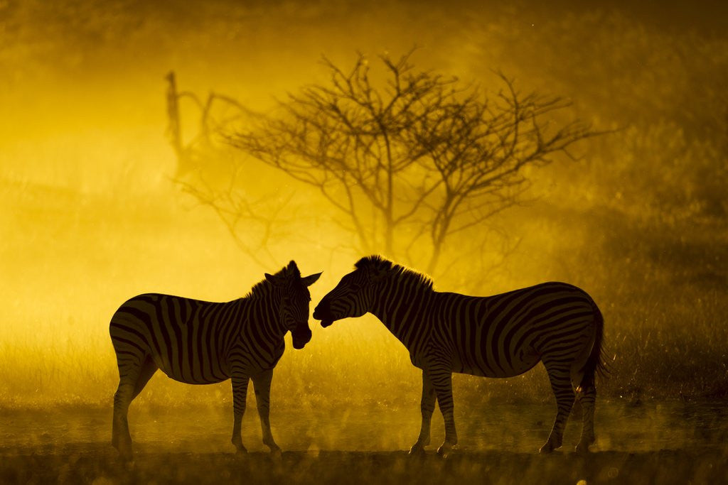 Detail of Plains Zebra at Sunset, Moremi Game Reserve, Botswana by Anonymous
