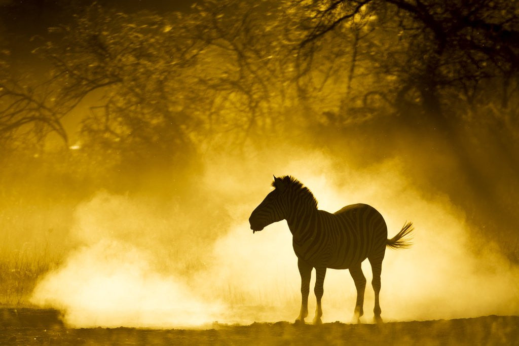 Detail of Plains Zebra at Sunset, Moremi Game Reserve, Botswana by Anonymous
