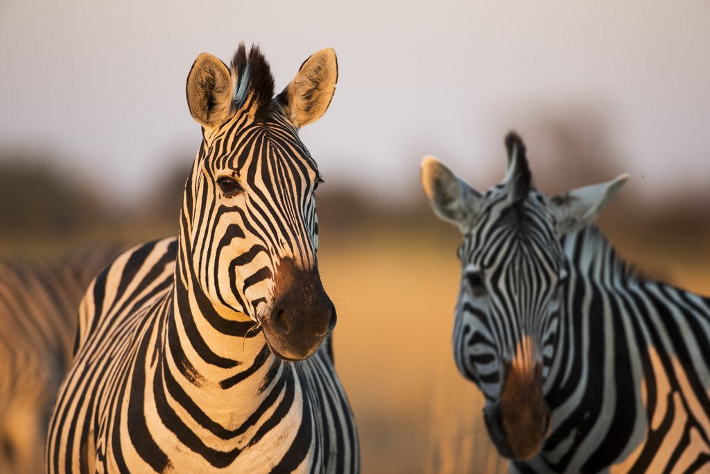 Detail of Plains Zebras at Sunset, Moremi Game Reserve, Botswana by Anonymous
