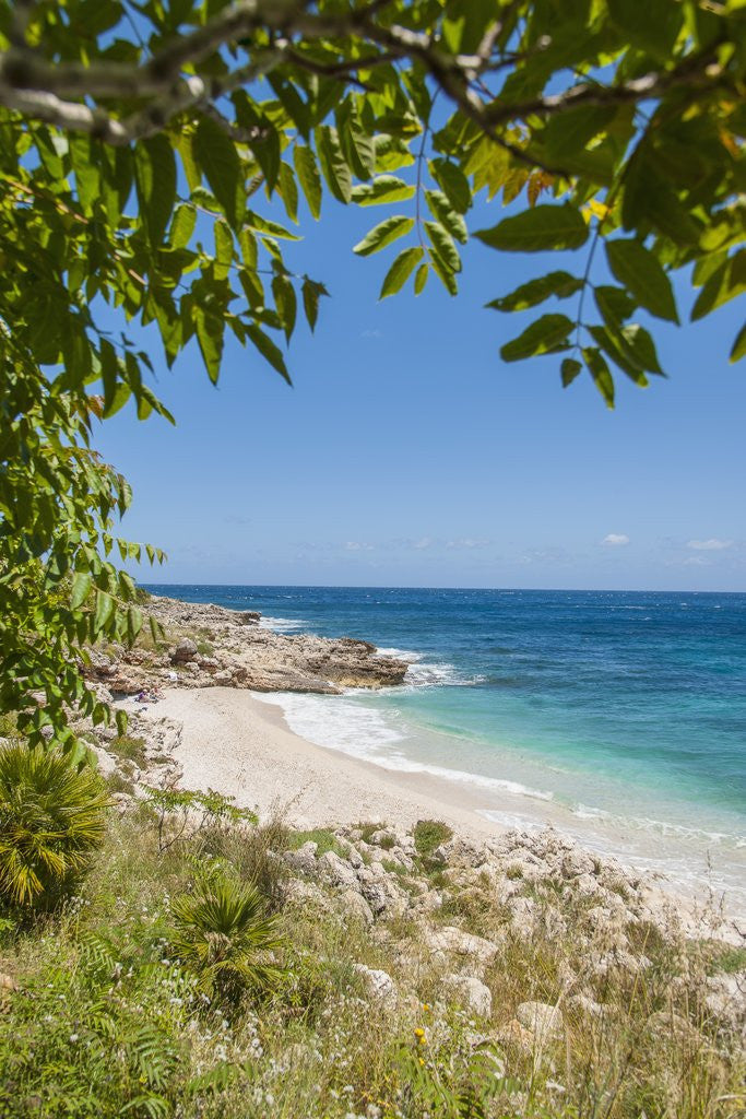 Detail of Lo Zingaro Natural Reserve, Cala dell'Uzzo by Anonymous