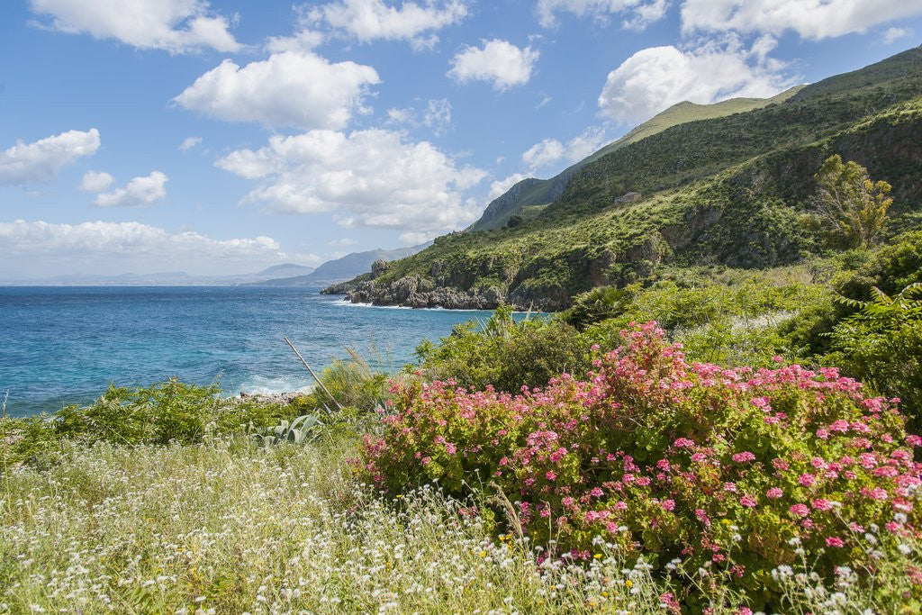 Detail of Lo Zingaro Natural Reserve by Anonymous