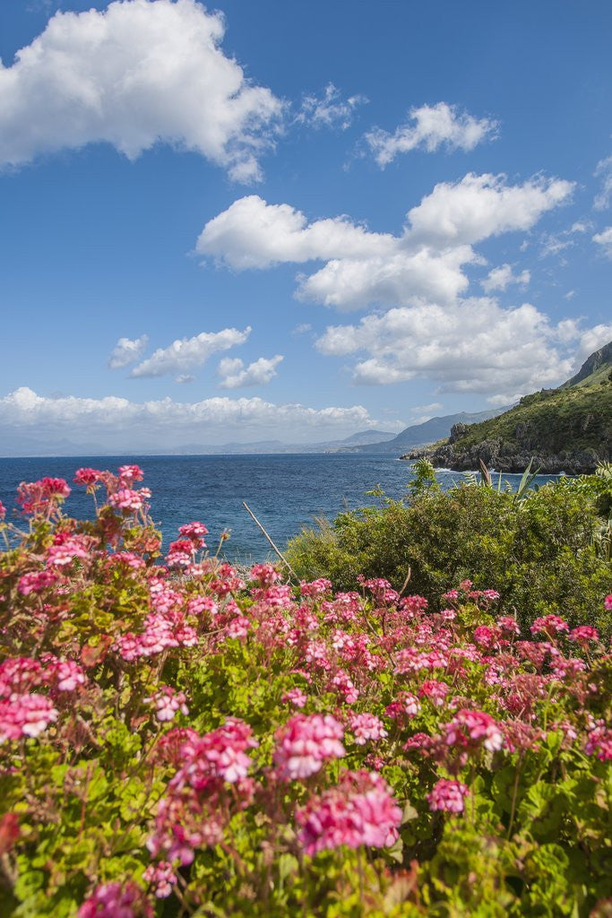 Detail of Lo Zingaro Natural Reserve by Anonymous