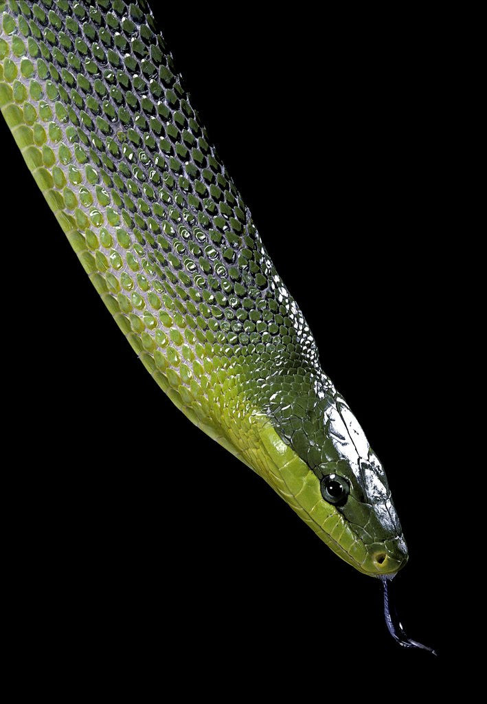 Detail of Gonyosoma oxycephala (red-tailed green rat snake) by Anonymous